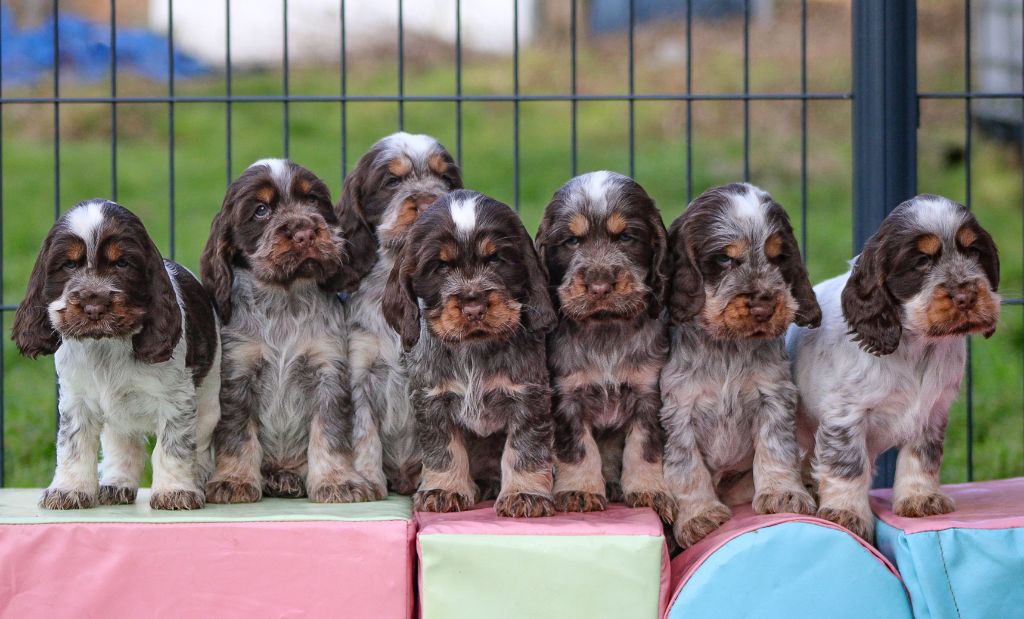 Du Pays Des Petits Chenapans - Des Petits Chenapans sont encore disponibles