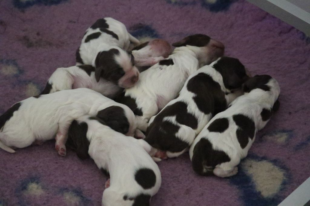 chiot Cocker Spaniel Anglais Du Pays Des Petits Chenapans