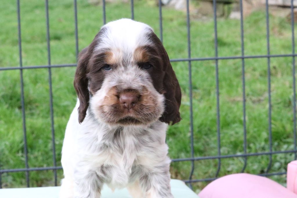 Du Pays Des Petits Chenapans - Chiot disponible  - Cocker Spaniel Anglais