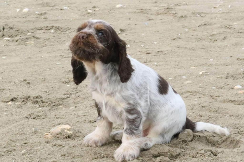 Du Pays Des Petits Chenapans - Chiot disponible  - Cocker Spaniel Anglais