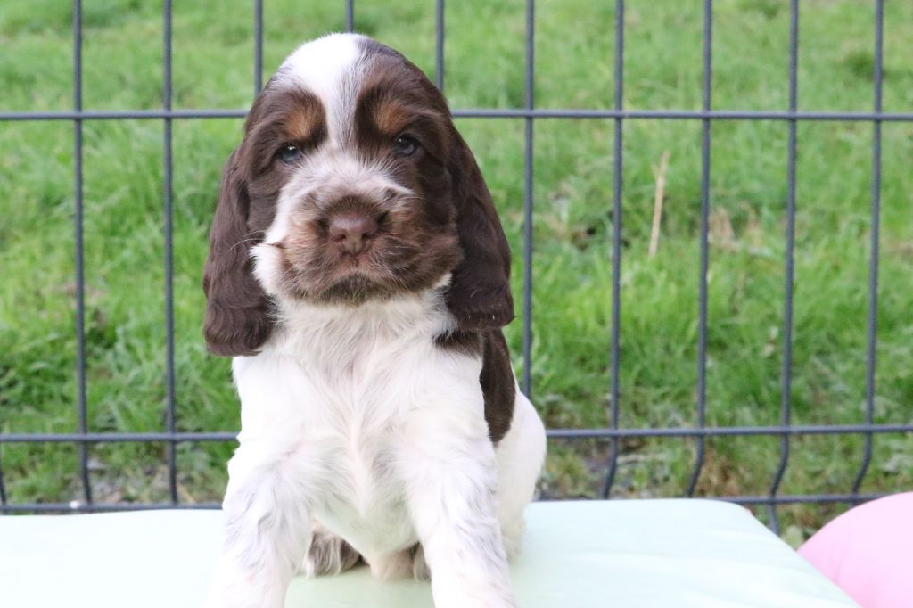 Du Pays Des Petits Chenapans - Chiot disponible  - Cocker Spaniel Anglais