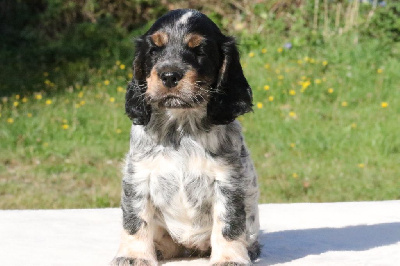 Du Pays Des Petits Chenapans - Cocker Spaniel Anglais - Portée née le 12/08/2023