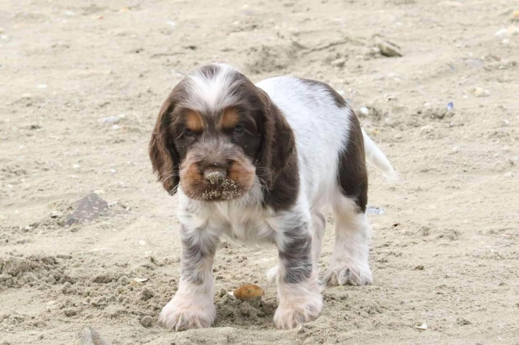 Du Pays Des Petits Chenapans - Chiot disponible  - Cocker Spaniel Anglais