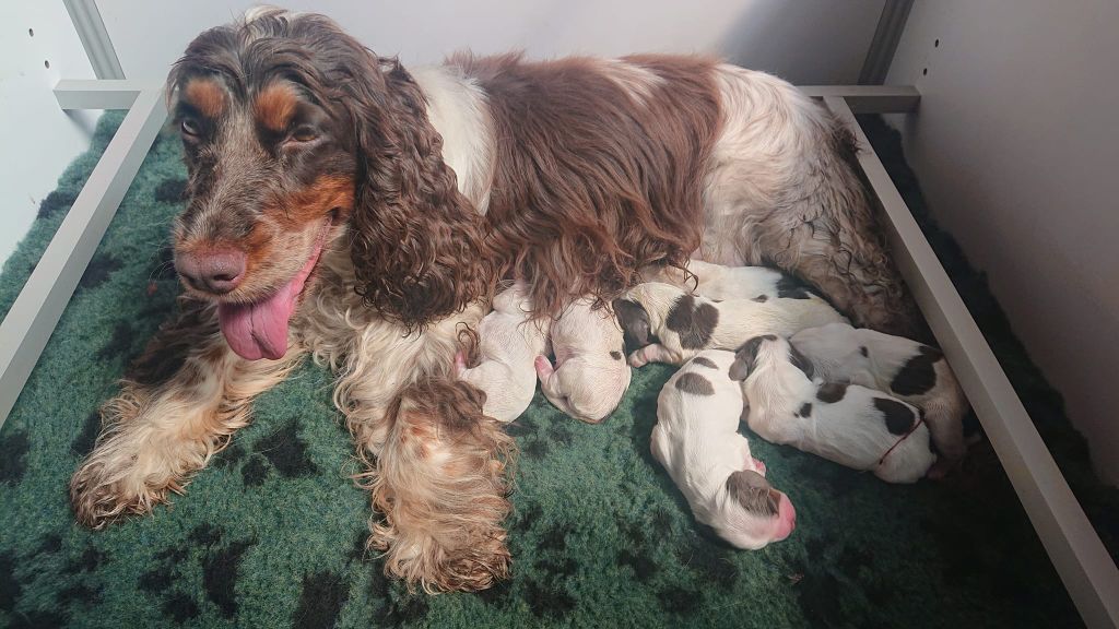 chiot Cocker Spaniel Anglais Du Pays Des Petits Chenapans