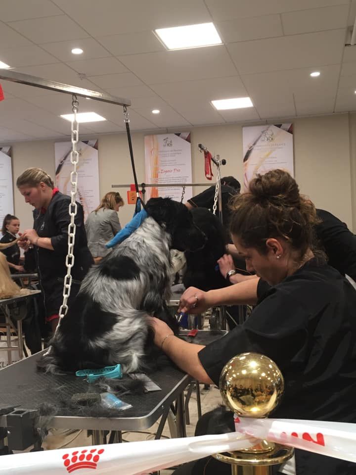 Championnat de France de Toilettage Novembre 2019