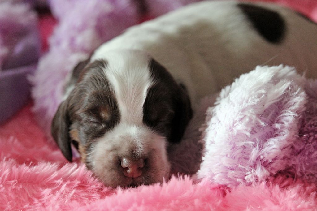 Du Pays Des Petits Chenapans - Chiots disponibles - Cocker Spaniel Anglais