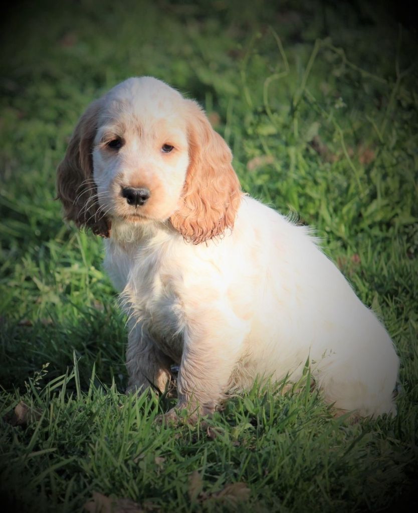 Du Pays Des Petits Chenapans - Cocker Spaniel Anglais - Portée née le 18/11/2019