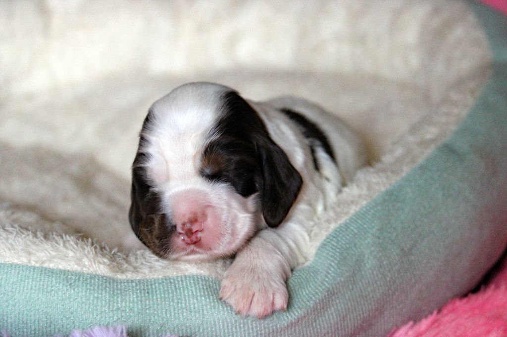 Du Pays Des Petits Chenapans - Chiots disponibles - Cocker Spaniel Anglais