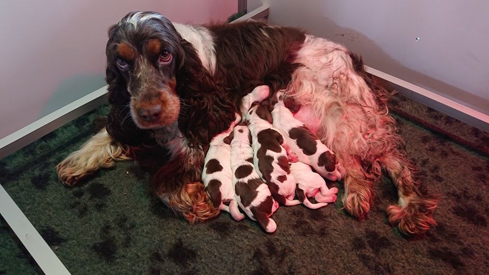 Du Pays Des Petits Chenapans - Cocker Spaniel Anglais - Portée née le 22/02/2023
