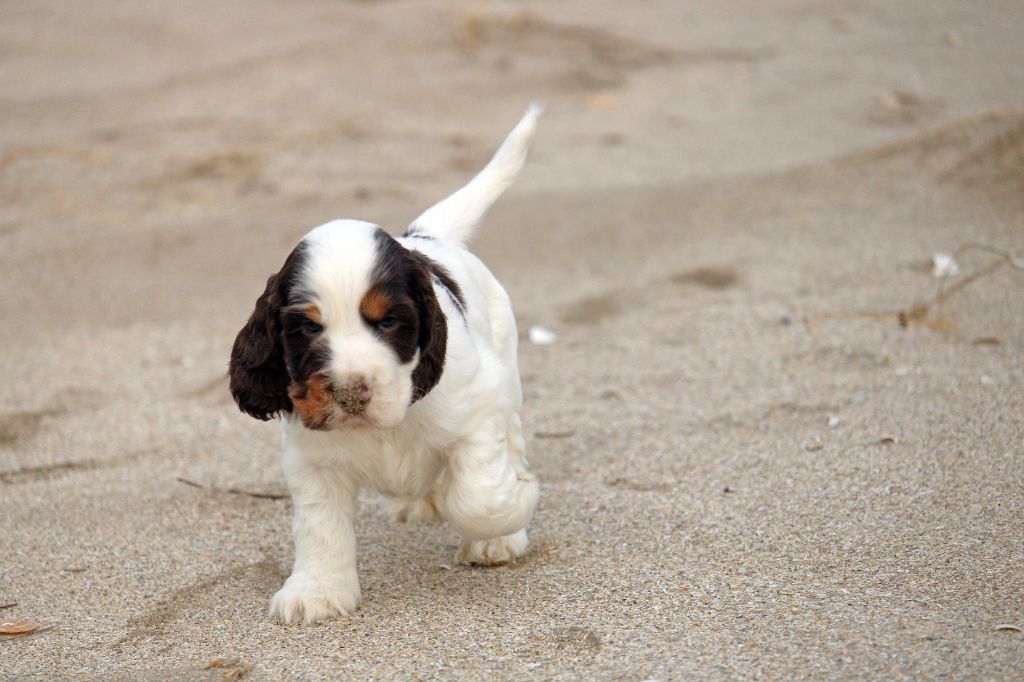 Du Pays Des Petits Chenapans - Chiots disponibles - Cocker Spaniel Anglais