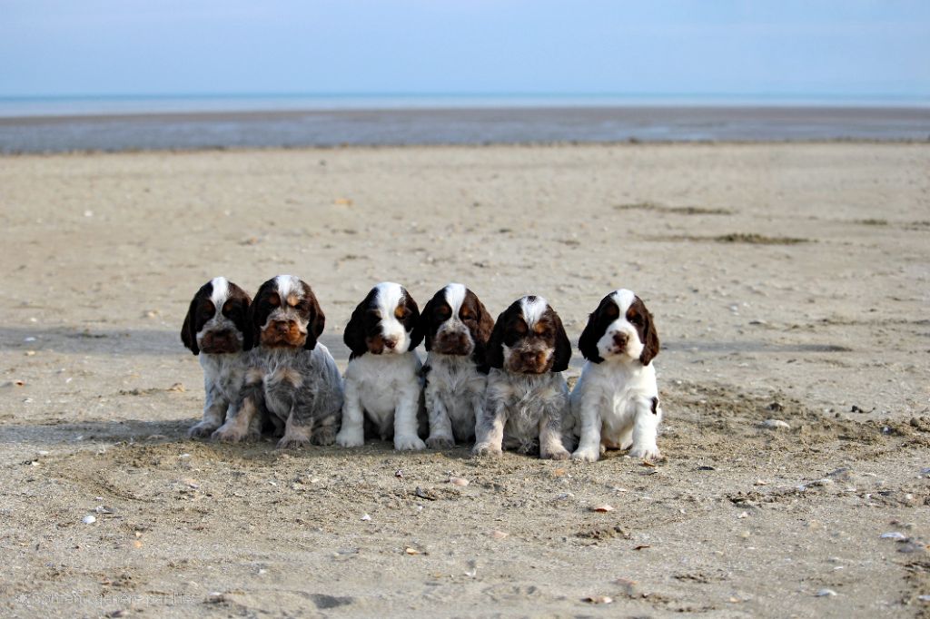 Du Pays Des Petits Chenapans - Cocker Spaniel Anglais - Portée née le 19/08/2025