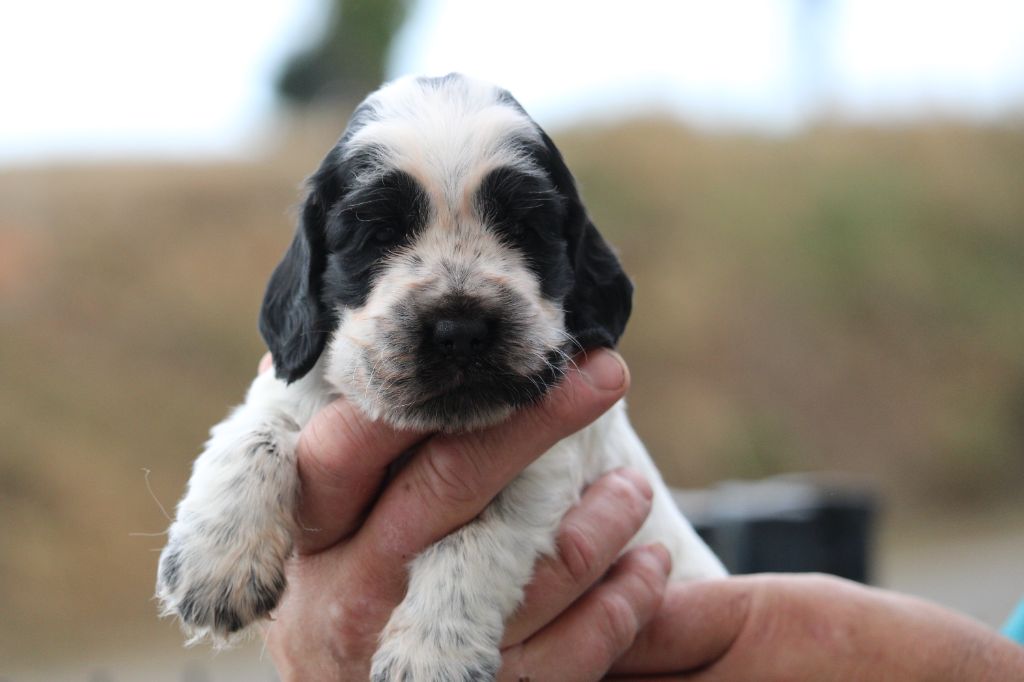 Du Pays Des Petits Chenapans - Cocker Spaniel Anglais - Portée née le 01/08/2025