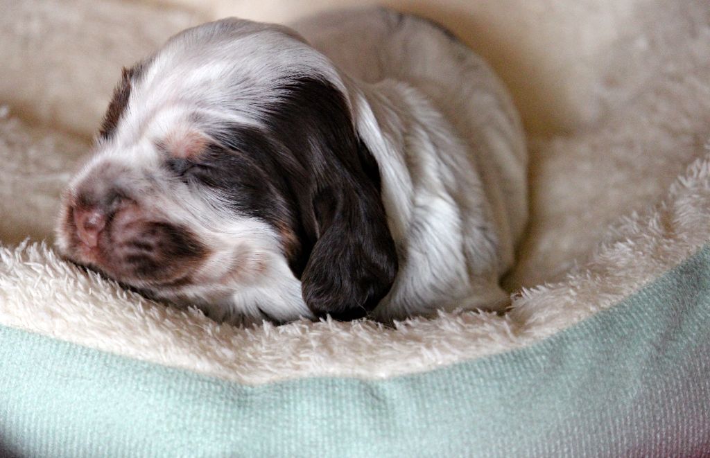 Du Pays Des Petits Chenapans - Chiots disponibles - Cocker Spaniel Anglais