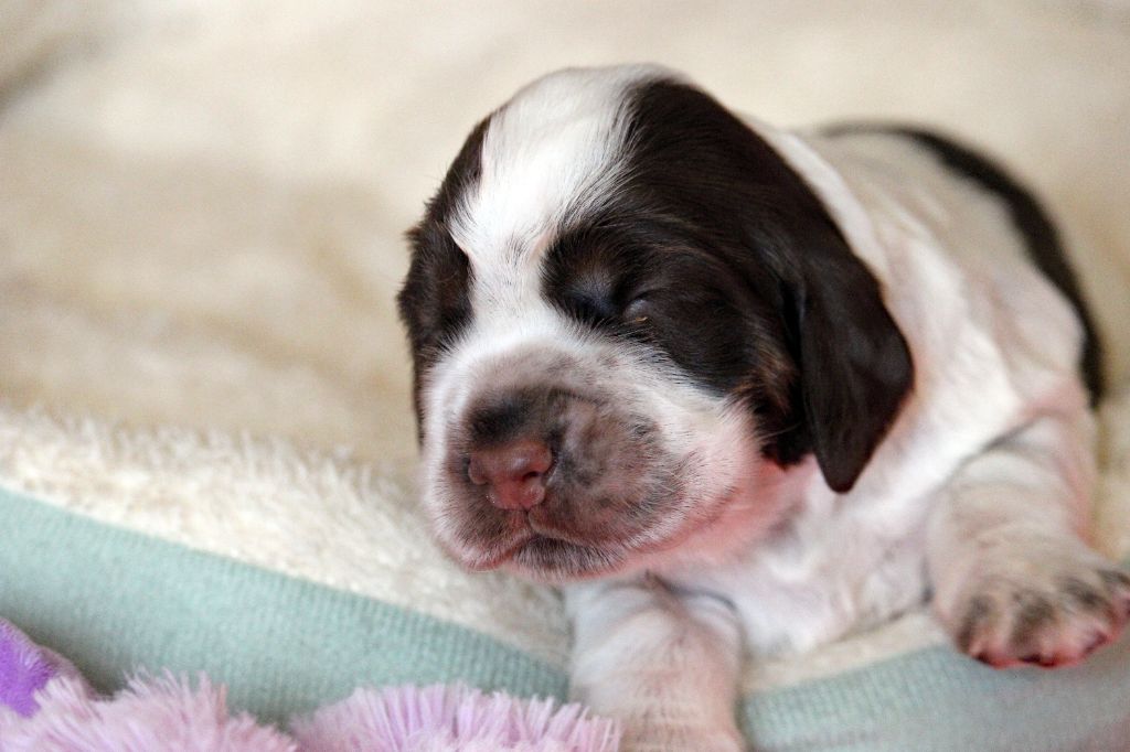 Du Pays Des Petits Chenapans - Chiots disponibles - Cocker Spaniel Anglais