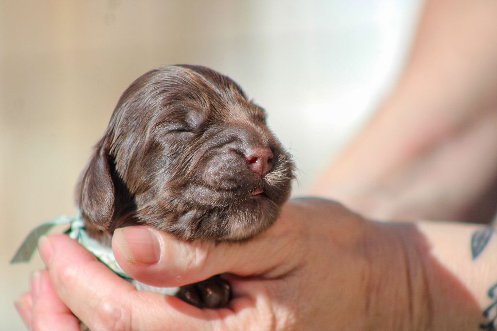 Du Pays Des Petits Chenapans - Chiots disponibles - Cocker Spaniel Anglais